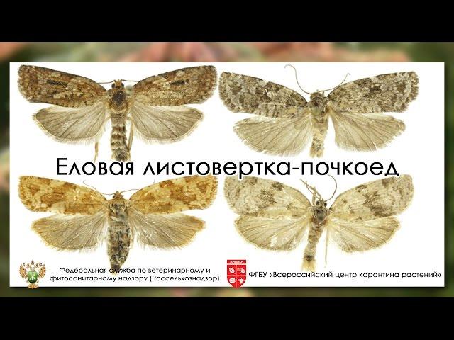 Еловая листовертка-почкоед (Choristoneura fumiferana (Clemens))