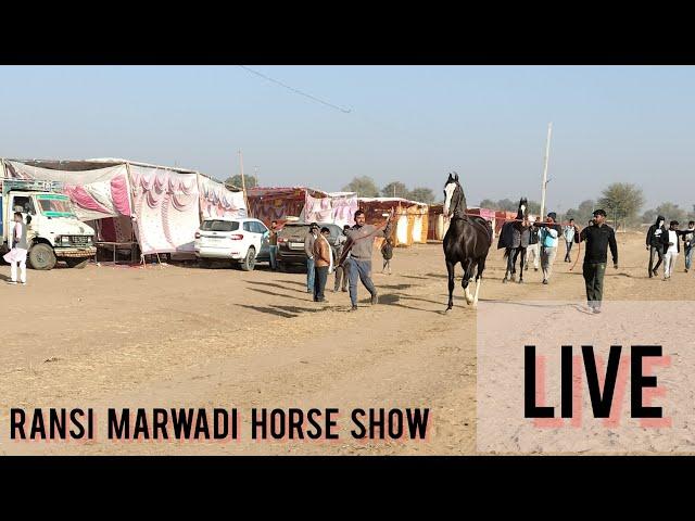 Ransi Show Marwari Horse Show 2023 #horselover #trending