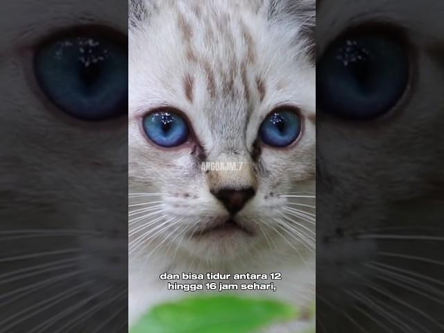 FAKTA UNIK TENTANG KUCING #kucing #animals #kucinglucu #shortvideo #faktaunik