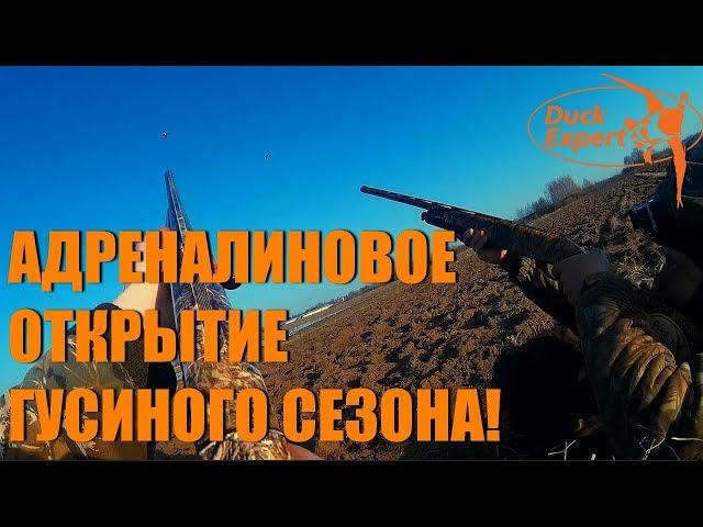 Адреналиновое открытие гусиного сезона в Беларуси!