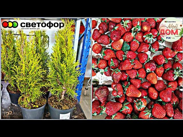 В Светофор привезли туи, клубнику май 2025 Заказ Фаберлик Faberlic 8 каталог 2025