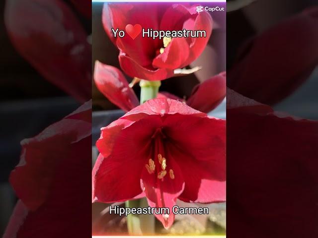 HIPPEASTRUM CARMEN #hippeastrum #amaryllis #lirio #flores #plantas #coleccion YO️HIPPEASTRUM