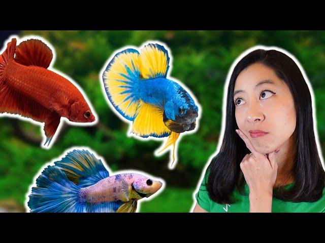 My Top 10 Favorite Betta Fish at Petco