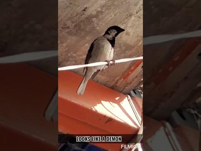 Scary Bird's feathers looks like a Demon