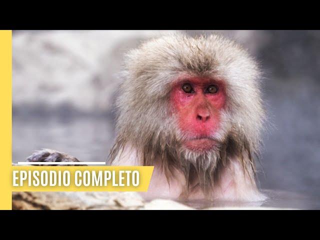 La isla de los extremos: La fauna y flora únicas de Japón | Episodio Completo