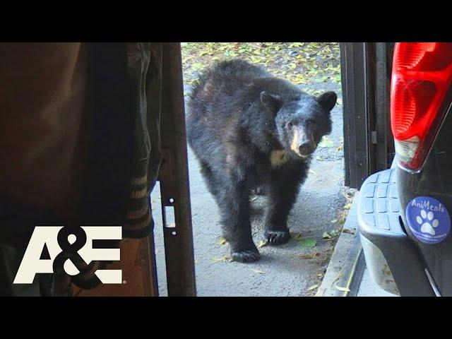 Live PD: Bear-Icaded (Season 4) | A&E