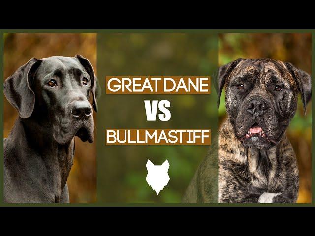 GREAT DANE VS BULLMASTIFF