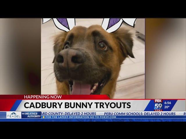 Cadbury invites animals across the country to take part in bunny tryouts