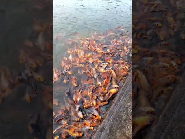 The Dark Secret Behind Goldfish: Dream Express