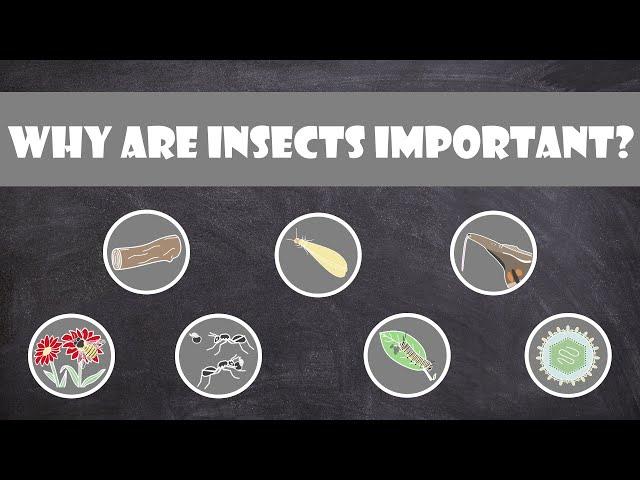 Why are Insects Important? | Entomology