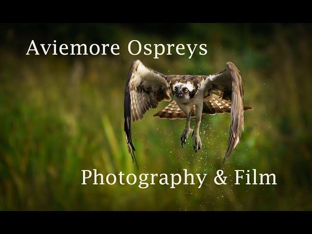 Photography, Aviemore Ospreys Wildlife Photography & Film by Dean Bricknell