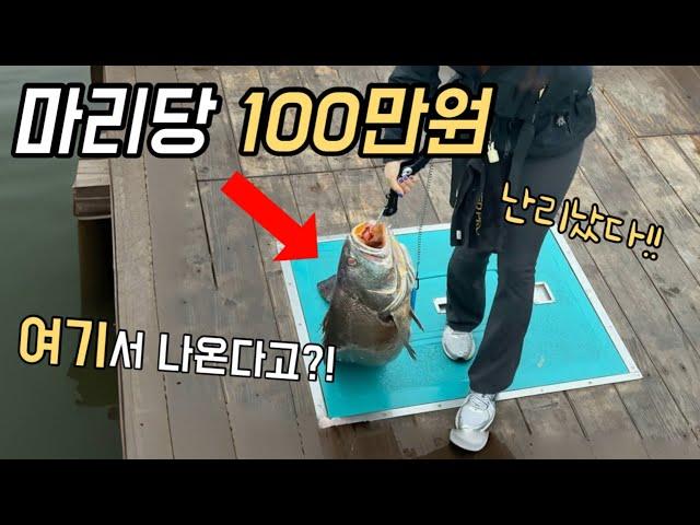 서울 앞바다에 싯가 100만원 괴물이 잡혔는데..계속 나와요 ㄷㄷ