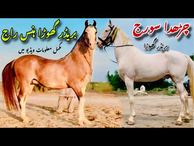 Breeder Ghoda Hansraj |Desi Nukra Breeder Ghoda