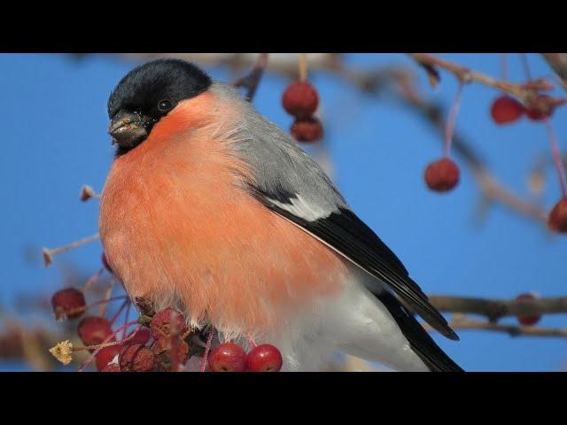 Winter birds - Beauty and harmony - Documentary