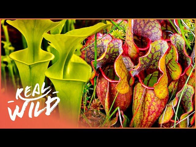 The Secret Life Of Plants (Nature Documentary) | Wild America | Real Wild