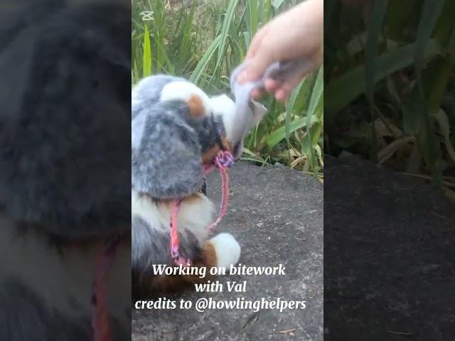 The idea belongs to @HowlingHelpers !! ||#essa #puppy #plushie #comfortplush #douglasdog #fyp