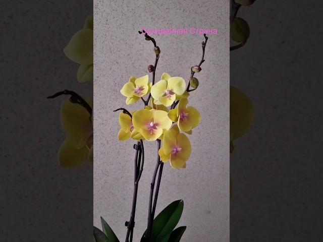 Спиннер - Биглип, орхидея из нового магазина. Люблю жёлтые орхидеи #shorts #orchid #орхидея #биглип