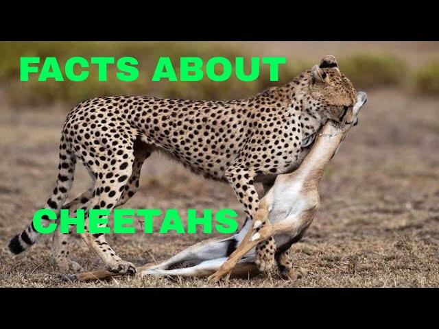 21 Facts About Cheetahs (The Fastest Land Animal Cheetahs)