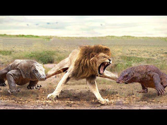 Aghast! The Brutal Moment When the Fierce Lion Couldn't Avoid The Giant Lizard Bites| Wildlife 2023