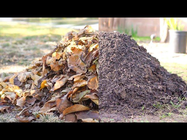 Turn Leaves into FREE Organic Compost