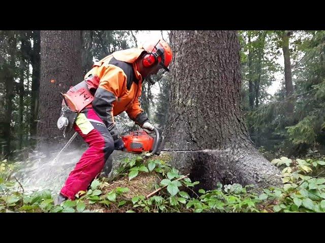 BIG COMEBACK! Lumberjack Little Harvestor VS Chainsaw Husqvarna 560XP