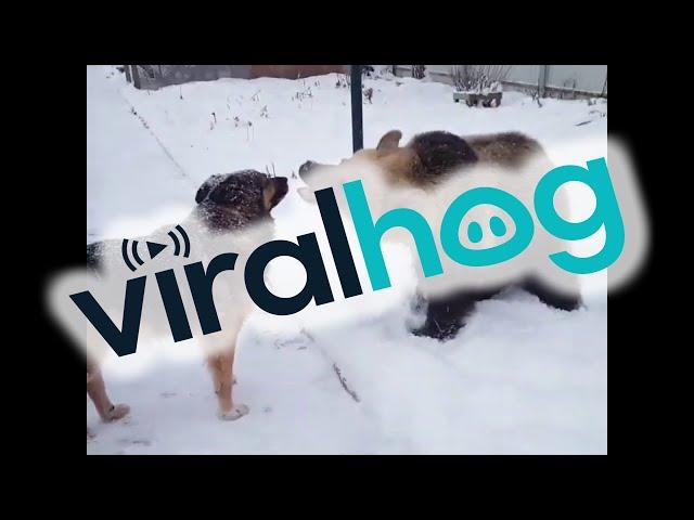 Bear and Dog Playing in the Snow || ViralHog