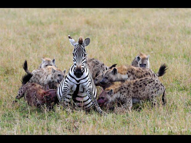 OVER 7 MILLION VIEWS!!!  Pregnant zebra mares battles hyena clan.(graphic content)