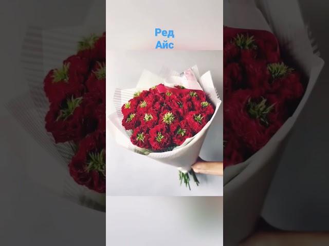 Неперевершена троянда Ред Айс. Ціна 99 грн. Сайт Клумба Етіель. Саджанці. Рози