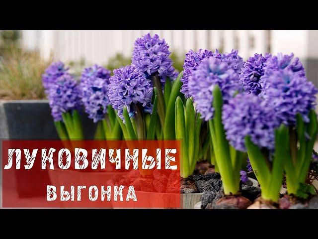 ЛУКОВИЧНЫЕ! ВЫГОНКА!