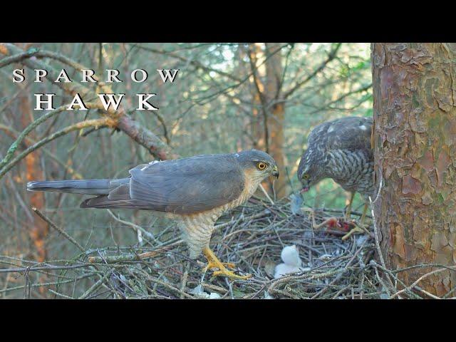 Sparrowhawk bird of prey nest