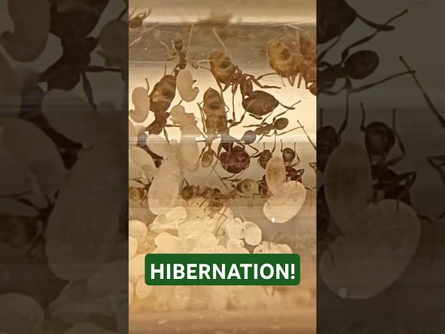 What Is HIBERNATION? ️