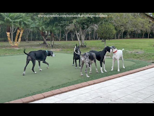 Funny Great Dane 5 Pack Is Reunited & It Feels So Good