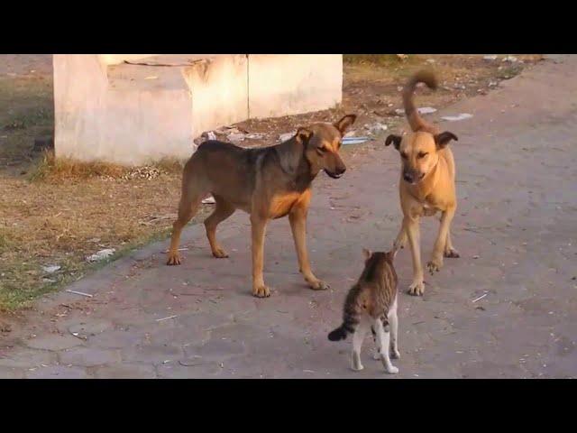 КОШКИ ПРОТИВ СОБАК! Когда коты почувствовали силу...