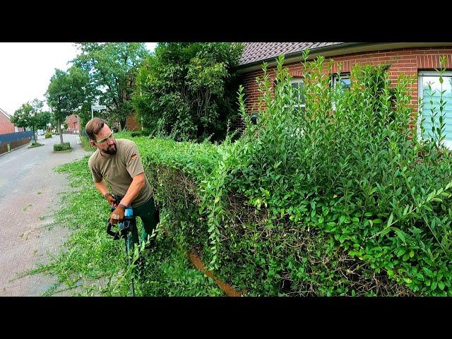 This NEGLECTED Yard Needed More Than Just Hedge Trimming