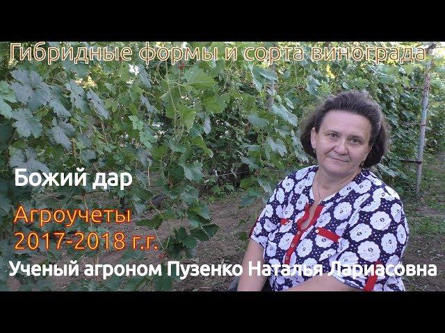 Виноград Божий дар селекции Капелюшного. (Пузенко Н.Л.)