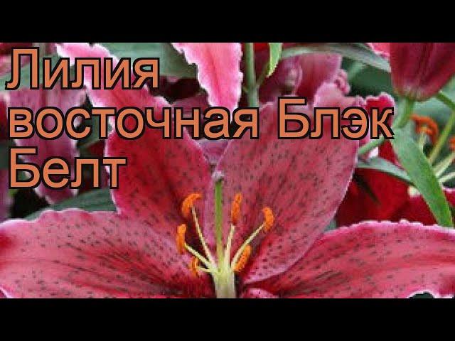 Лилия восточная Блэк Белт  обзор: как сажать, луковицы лилии Блэк Белт