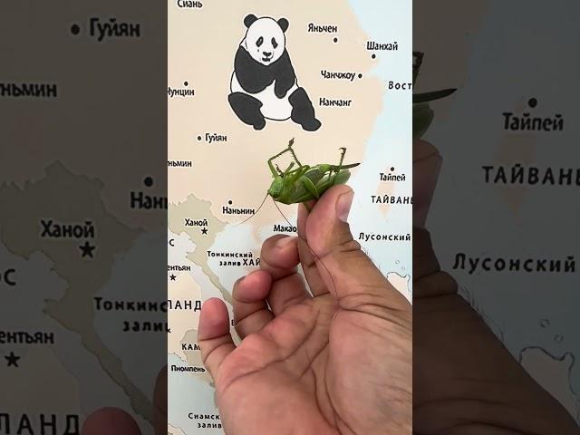 Изумрудный кузнечик крупным планом — грация, мощь и магия природы в одном кадре.