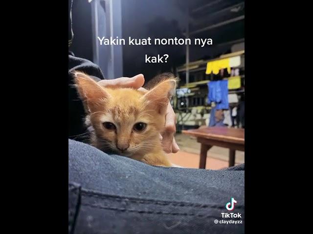 BUNYI KUCING DI BLENDER NGERI