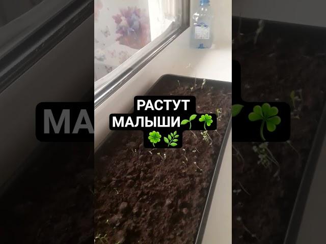 #vegetableseeds #vegetableseedsph #panda_copy #панда_копирайтинг