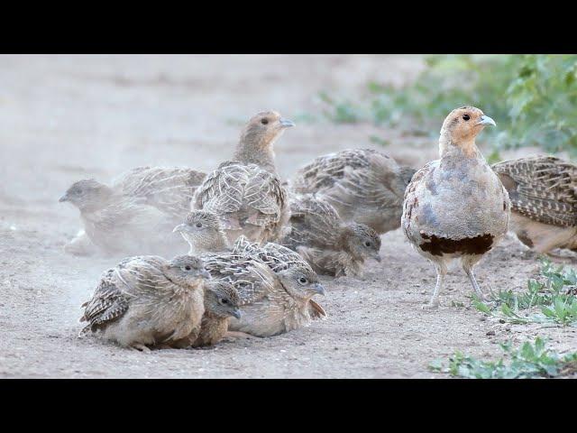 Grey Partridge having a dust bath. Купание серой куропатки.