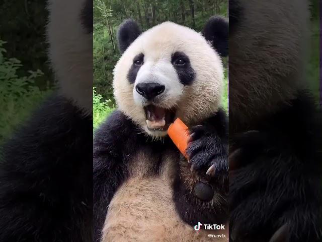 Cute Panda eating a carrot! 