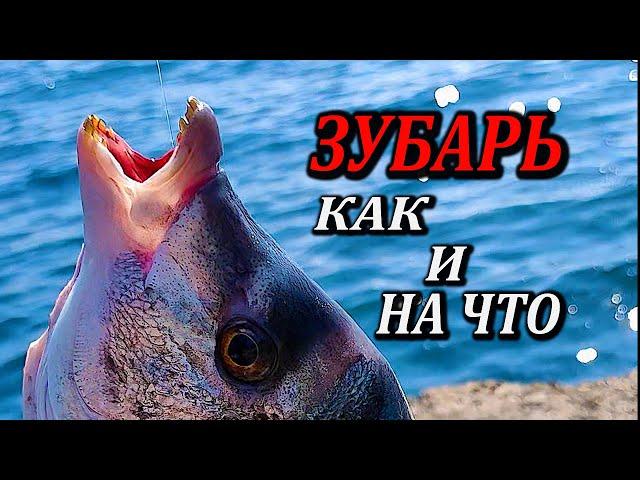 Зубарь на Поплавок  Ворует Удочку. Морская Рыбалка в Крыму. Как и на что ловить?