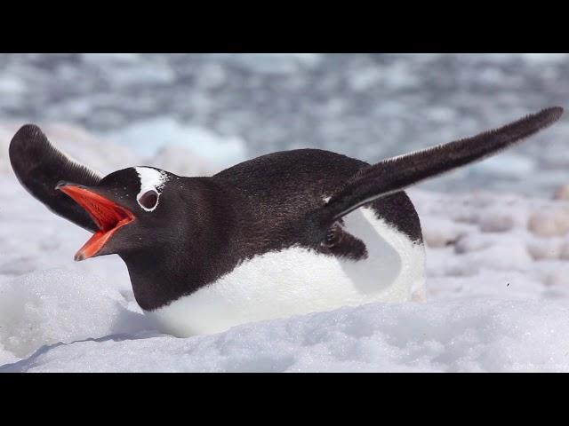 17 Penguin Species in One Video