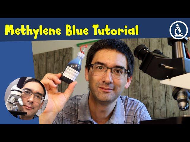  How to stain cells with Methylene Blue | Amateur Microscopy