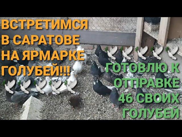  Встретимся в Саратове на ярмарке голубей! Готовлю к отправке 46 своих голубей. Nikolaev pigeos.