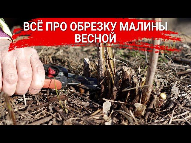 ВСЁ ПРО ОБРЕЗКУ МАЛИНЫ ВЕСНОЙ