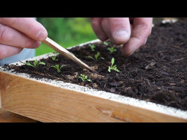 Aufzucht von Artemisia annua (einjähriger Beifuß) - Planta Sanus