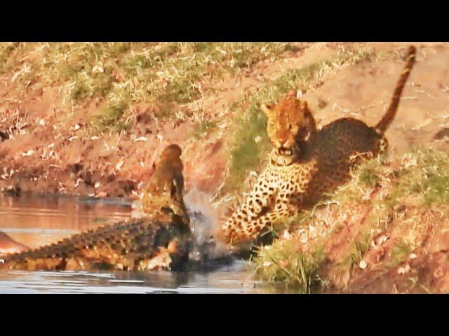 Crocodile Attacks a Leopard Trying To Steal Its Food