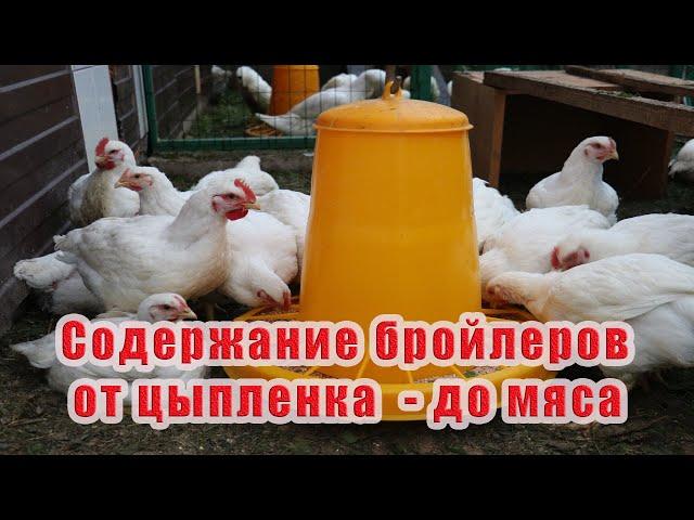 Выращивание бройлеров от А до Я. Сезон 2019 года.