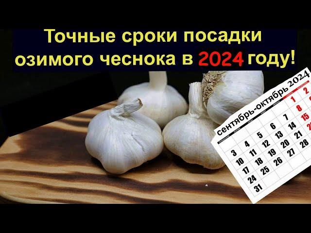 Точные сроки посадки озимого чеснока в 2024 году Во всех Регионах